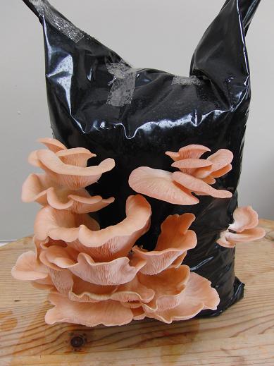 Pink Oyster Mushroom Box - Registration Card Option