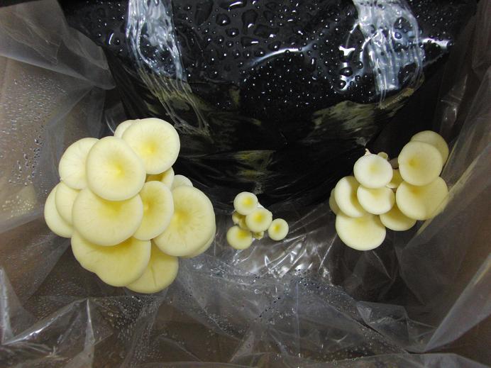 Yellow Oyster Mushroom Box Yellow Oyster Mushroom Box