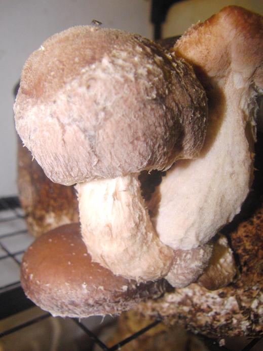 Shiitake Mushroom Box Shiitake Mushroom Box