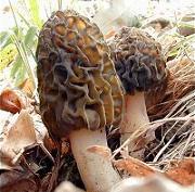 Giant Morel (Morcella angusticeps) Giant Morel (Morcella angusticeps)