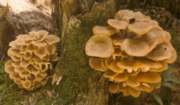 Honey Mushroom (Armillaria mellea) - Edible