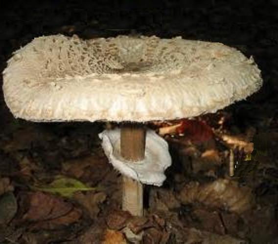 Parasol Mushroom (Lepiota procera) Parasol Mushroom (Lepiota procera)