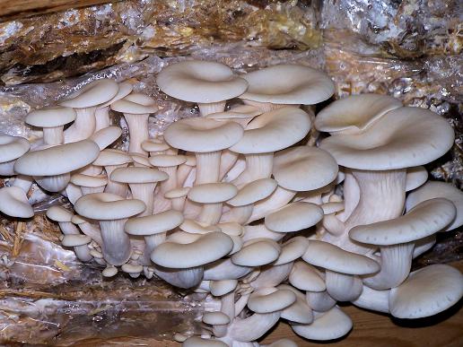 Elm Mushroom (Hypsizygus ulmarius)