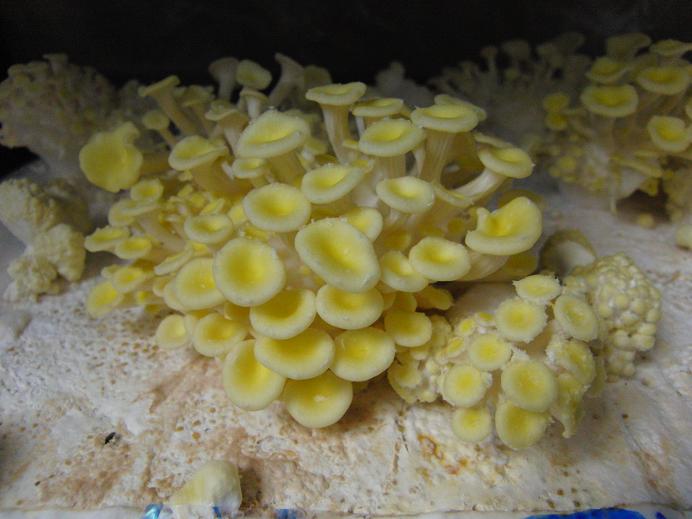 1kg - Yellow Oyster