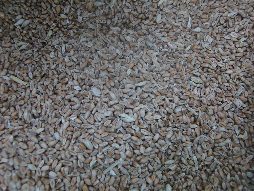 950g Wheat grain