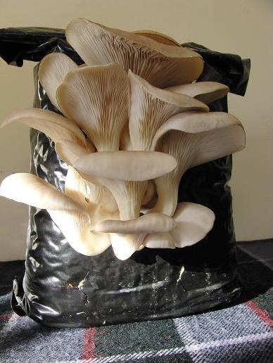 False Elm Mushroom Box