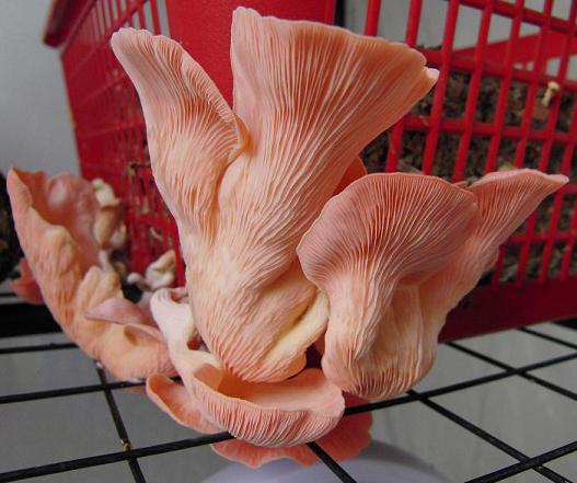 Oyster (Pink) Mushroom Spawn